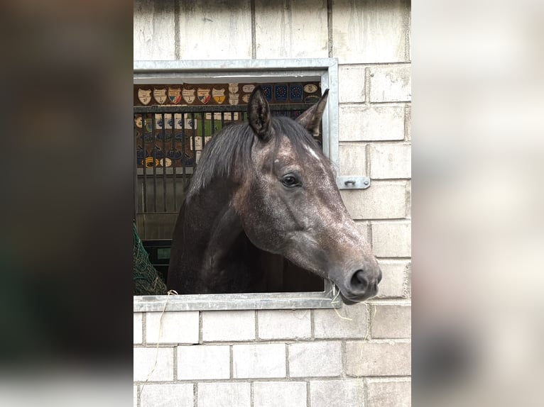 Trakehner Stute 3 Jahre 168 cm Schimmel in Waabs