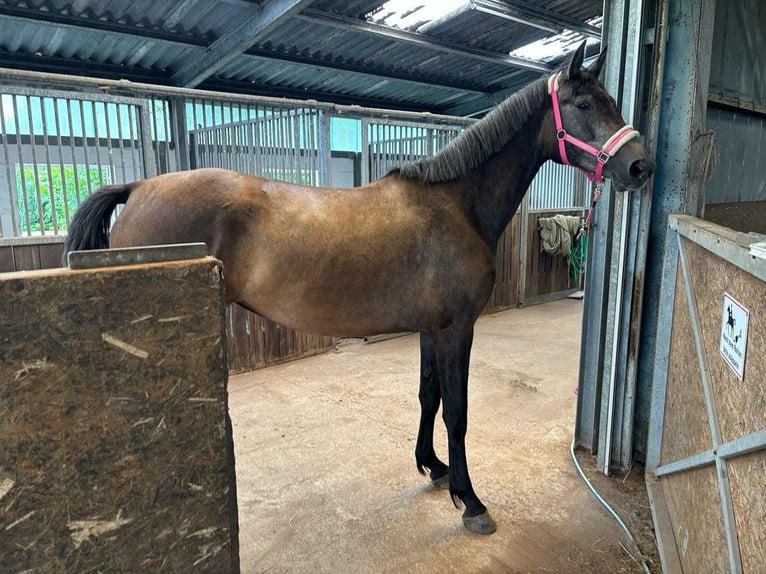 Trakehner Stute 3 Jahre 168 cm Schimmel in Waabs