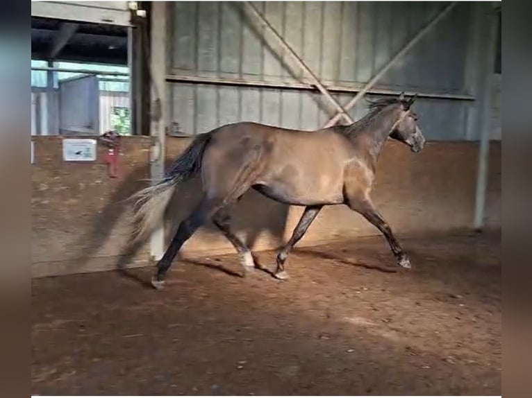Trakehner Stute 3 Jahre 168 cm Schimmel in Waabs