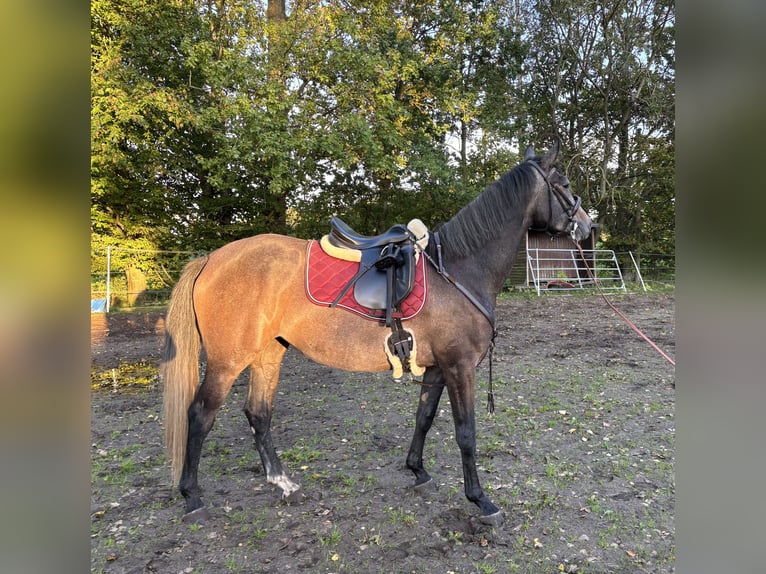 Trakehner Stute 3 Jahre 168 cm Schimmel in Waabs