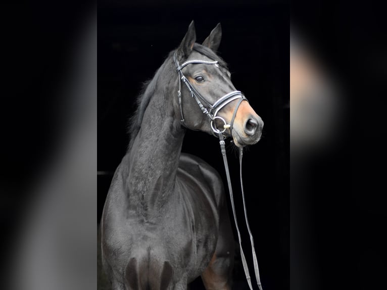 Trakehner Stute 3 Jahre 168 cm Schwarzbrauner in Herbstein