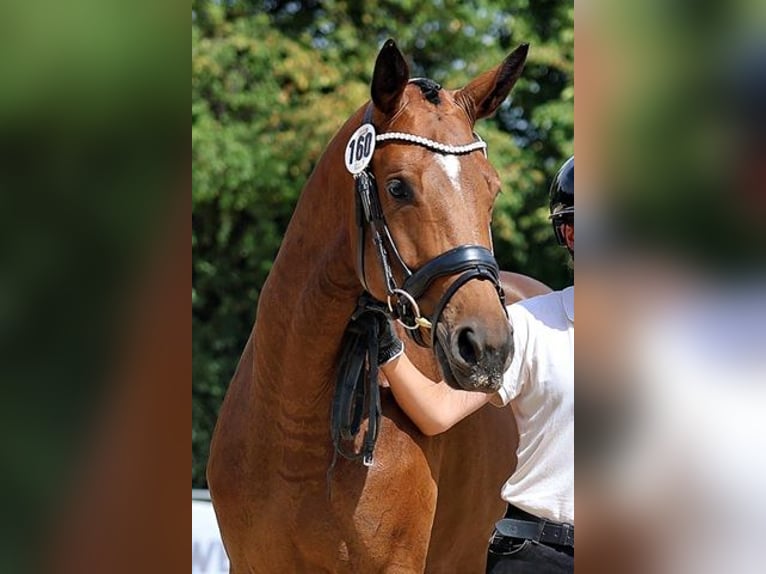 Trakehner Stute 3 Jahre 169 cm Brauner in Günzburg