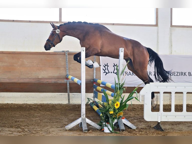 Trakehner Stute 3 Jahre 169 cm Brauner in Günzburg