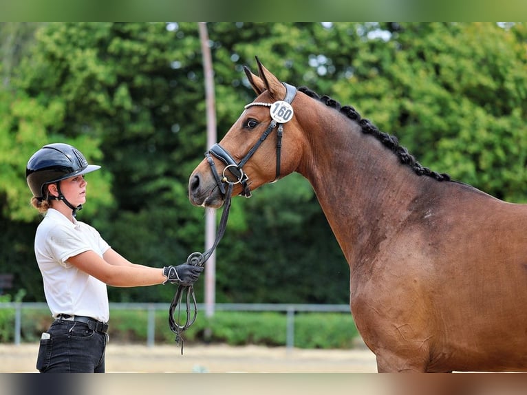 Trakehner Stute 3 Jahre 169 cm Brauner in Günzburg