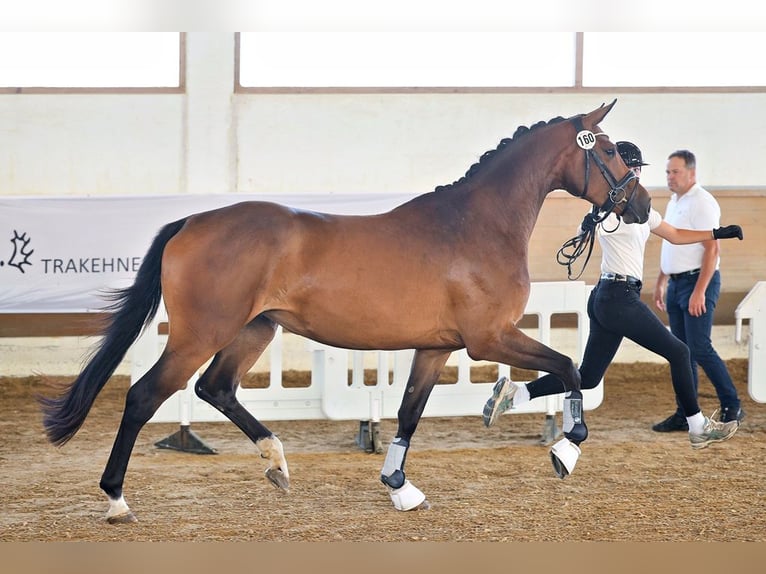 Trakehner Stute 3 Jahre 169 cm Brauner in Günzburg