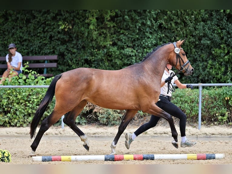 Trakehner Stute 3 Jahre 169 cm Brauner in Günzburg