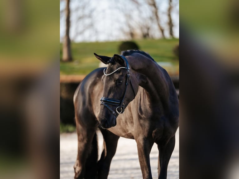 Trakehner Stute 3 Jahre 169 cm Rappe in Skals