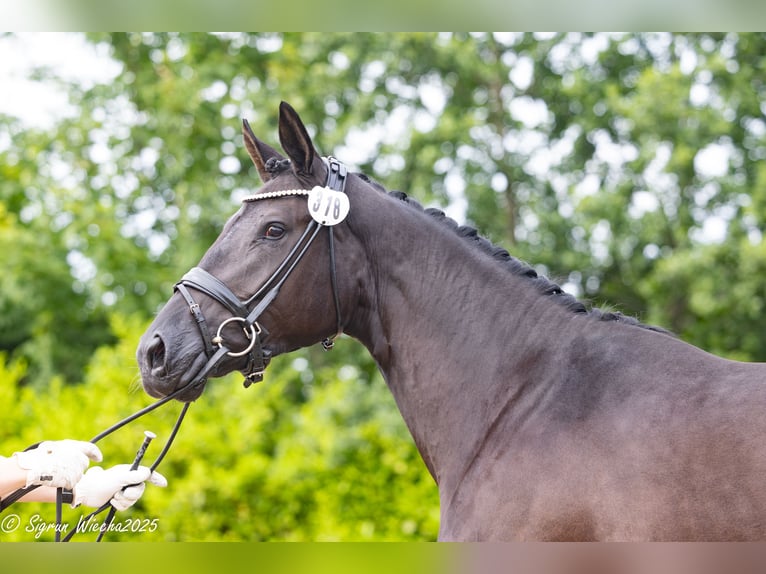 Trakehner Stute 3 Jahre 169 cm Rappe in Skals