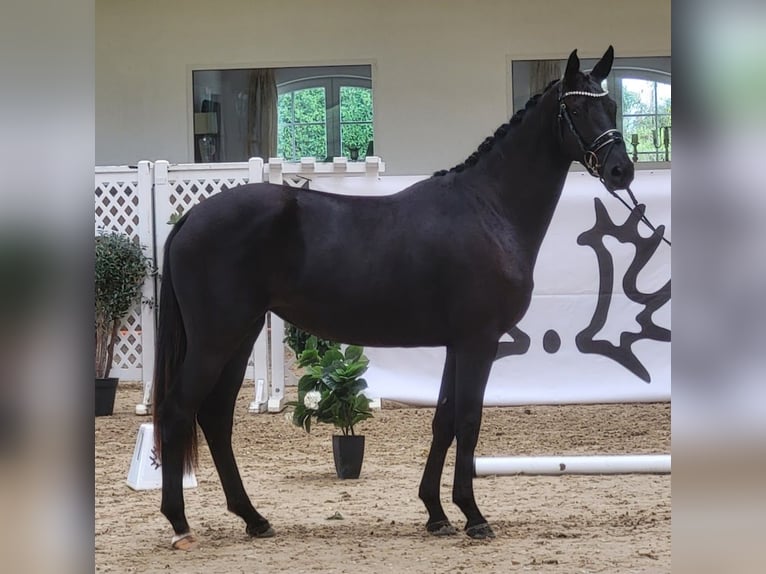 Trakehner Stute 3 Jahre 172 cm Rappe in Adelsried