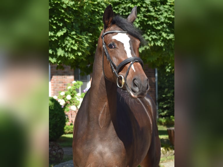 Trakehner Stute 3 Jahre 173 cm Brauner in Suhlendorf