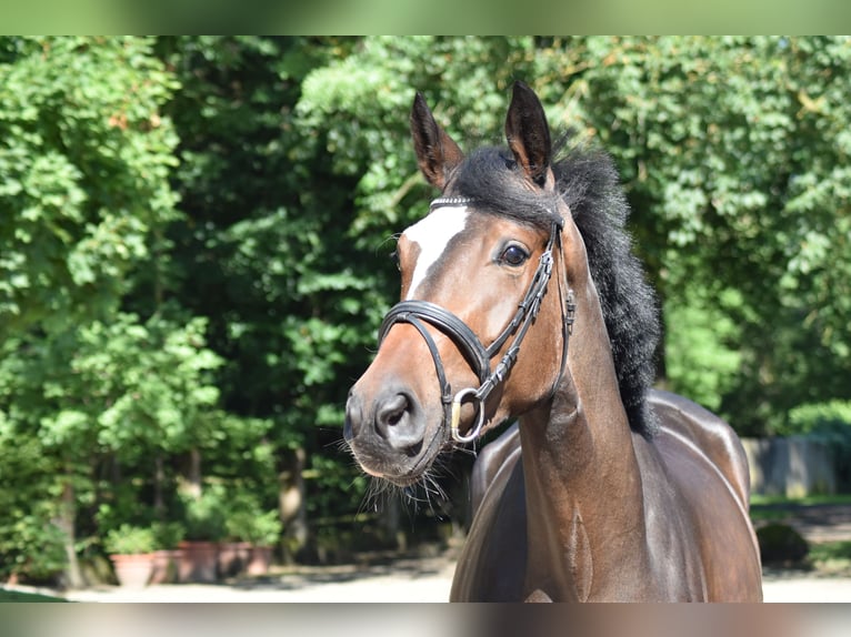 Trakehner Stute 3 Jahre 173 cm Brauner in Suhlendorf