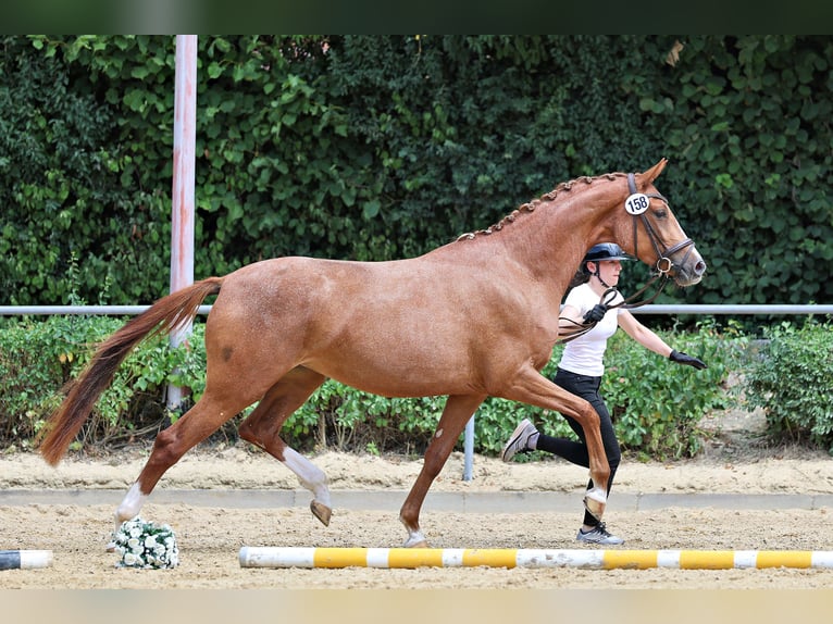 Trakehner Stute 3 Jahre Fuchs in Hofkirchen a.d. Trattnach