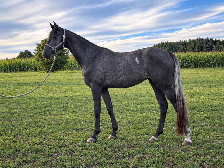 Trakehner Stute 3 Jahre  in Obing