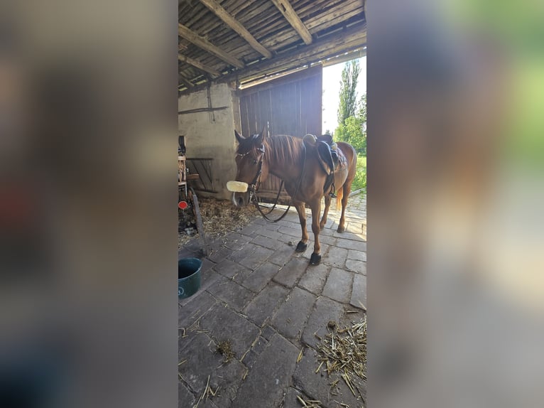 Trakehner Mix Stute 4 Jahre 153 cm Fuchs in Sollstedt