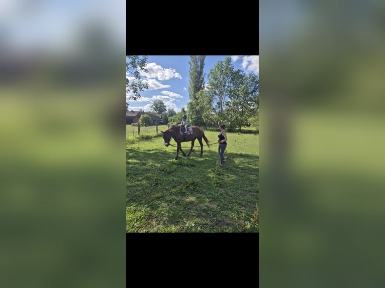 Trakehner Mix Stute 4 Jahre 153 cm Fuchs in Sollstedt