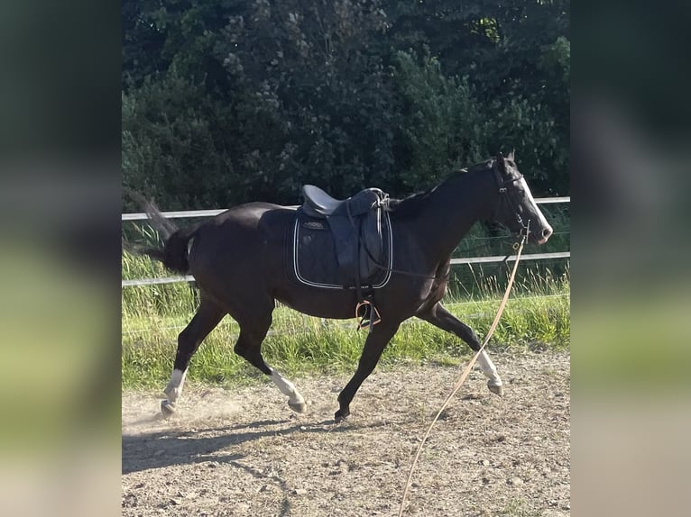 Trakehner Stute 4 Jahre 155 cm Rappe in Hedwigenkoog