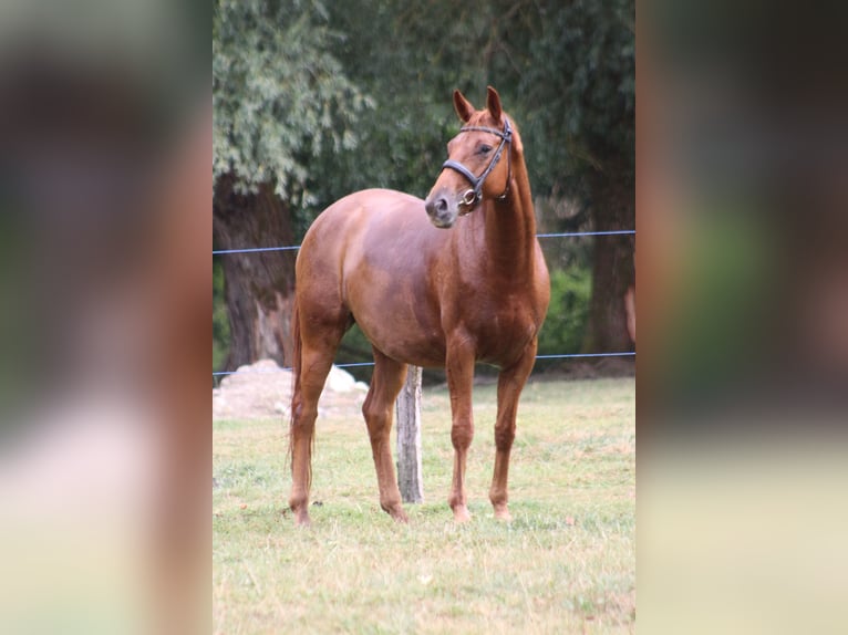 Trakehner Stute 4 Jahre 157 cm Fuchs in Huldange