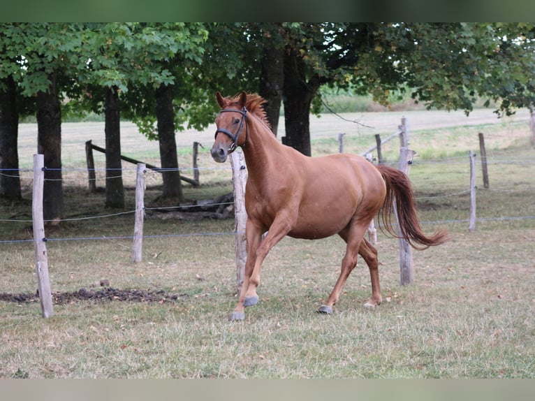 Trakehner Stute 4 Jahre 157 cm Fuchs in Huldange