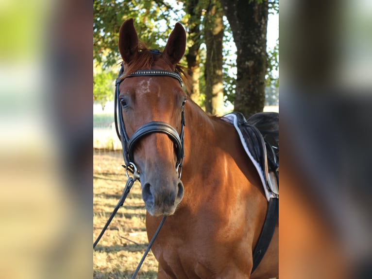Trakehner Stute 4 Jahre 157 cm Fuchs in Huldange