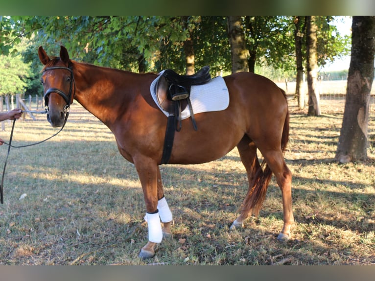 Trakehner Stute 4 Jahre 157 cm Fuchs in Huldange