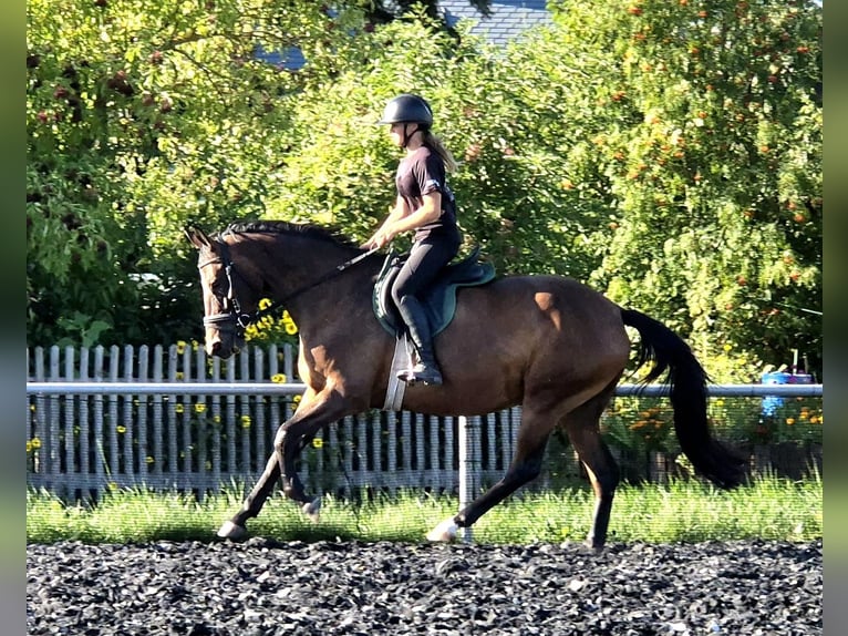 Trakehner Stute 4 Jahre 158 cm Brauner in Jahnsdorf