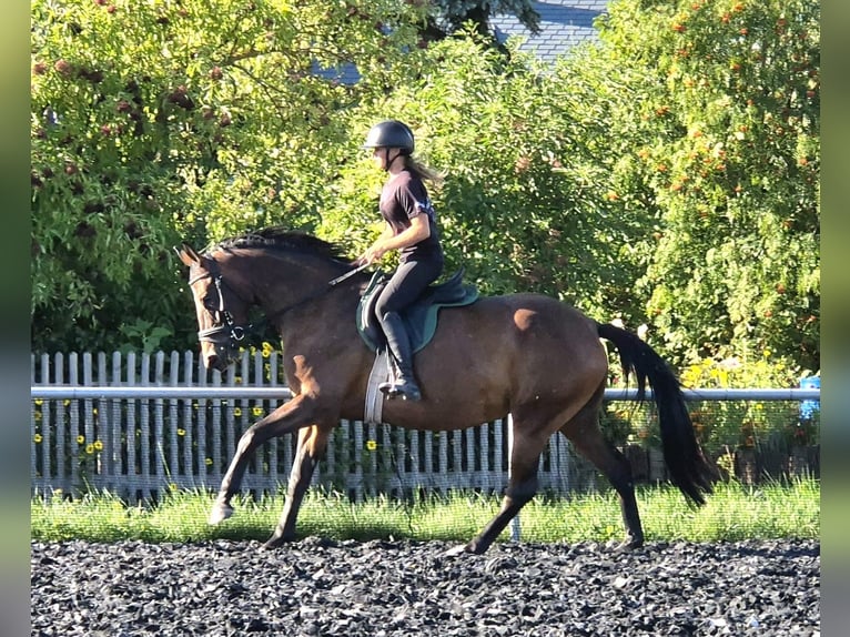 Trakehner Stute 4 Jahre 158 cm Brauner in Jahnsdorf
