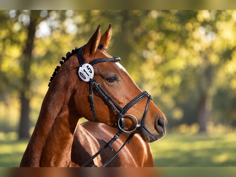 Trakehner Stute 4 Jahre 160 cm Brauner in Bargteheide