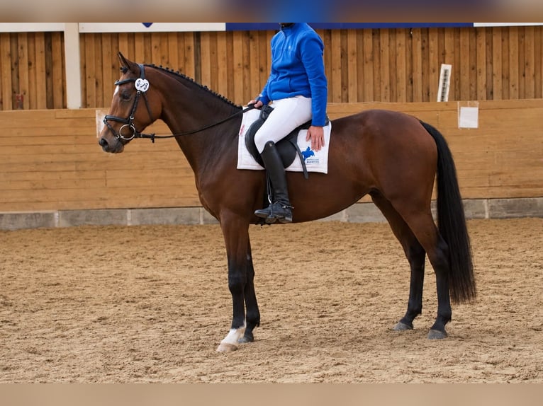 Trakehner Stute 4 Jahre 160 cm Brauner in Bargteheide