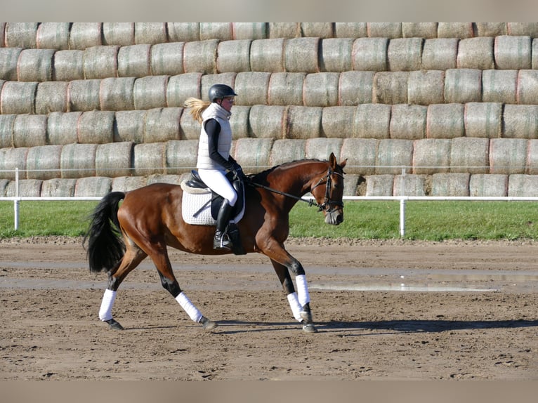 Trakehner Stute 4 Jahre 160 cm Brauner in Ganschow