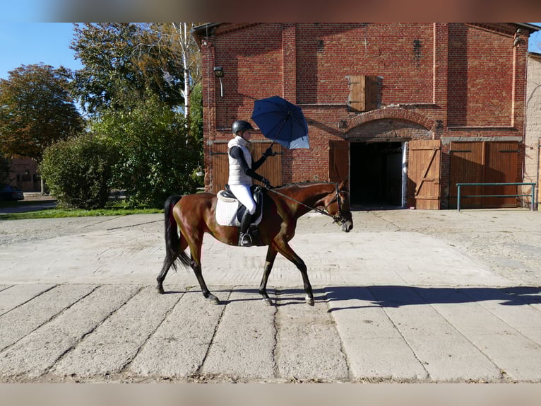 Trakehner Stute 4 Jahre 160 cm Brauner in Ganschow