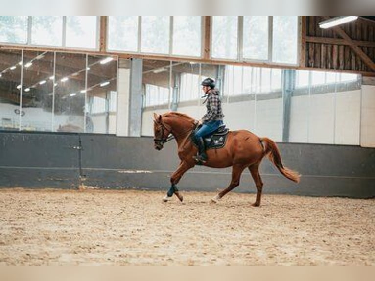 Trakehner Stute 4 Jahre 160 cm Fuchs in Klein-Heide