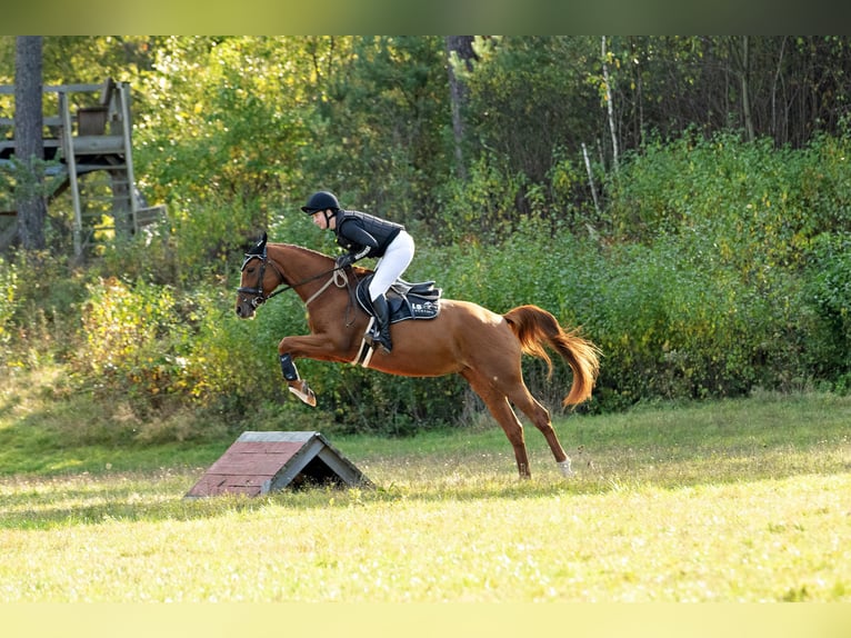Trakehner Stute 4 Jahre 160 cm Fuchs in Klein-Heide