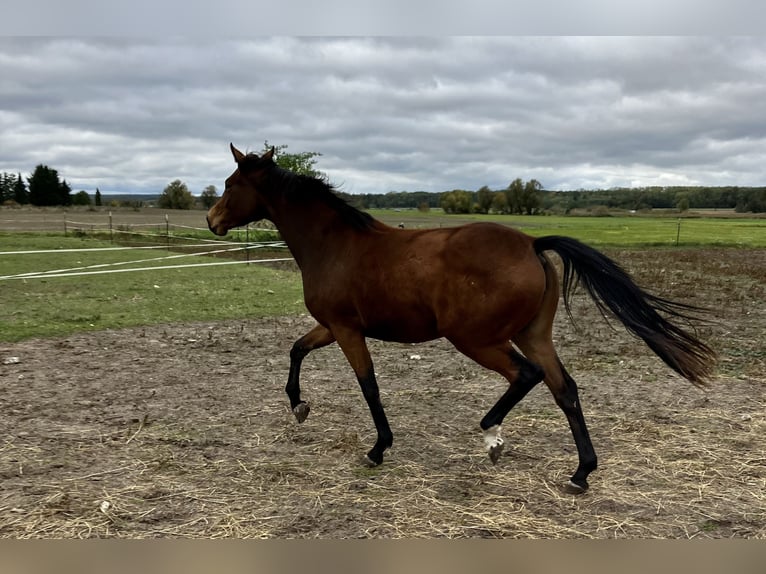 Trakehner Stute 4 Jahre 163 cm Brauner in Päwesin