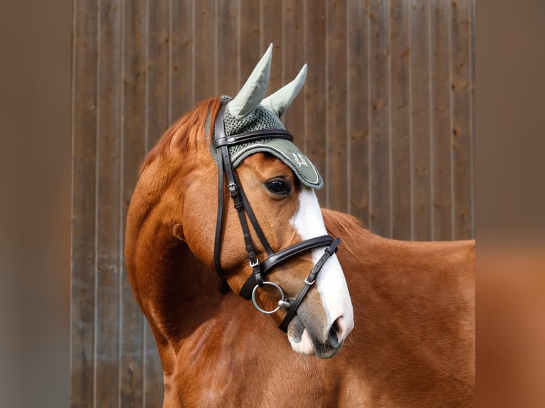 Trakehner Stute 4 Jahre 163 cm Fuchs in Wernau