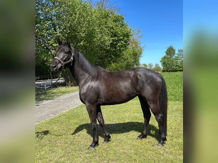 Trakehner Stute 4 Jahre 163 cm Rappe in Langenberg