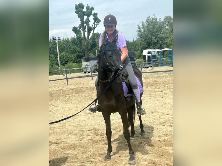 Trakehner Stute 4 Jahre 163 cm Schwarzbrauner in Ridderkerk