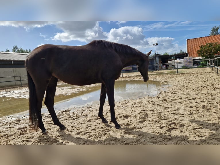 Trakehner Stute 4 Jahre 163 cm Schwarzbrauner in Ridderkerk