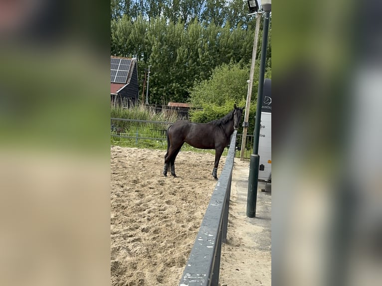 Trakehner Stute 4 Jahre 163 cm Schwarzbrauner in Ridderkerk