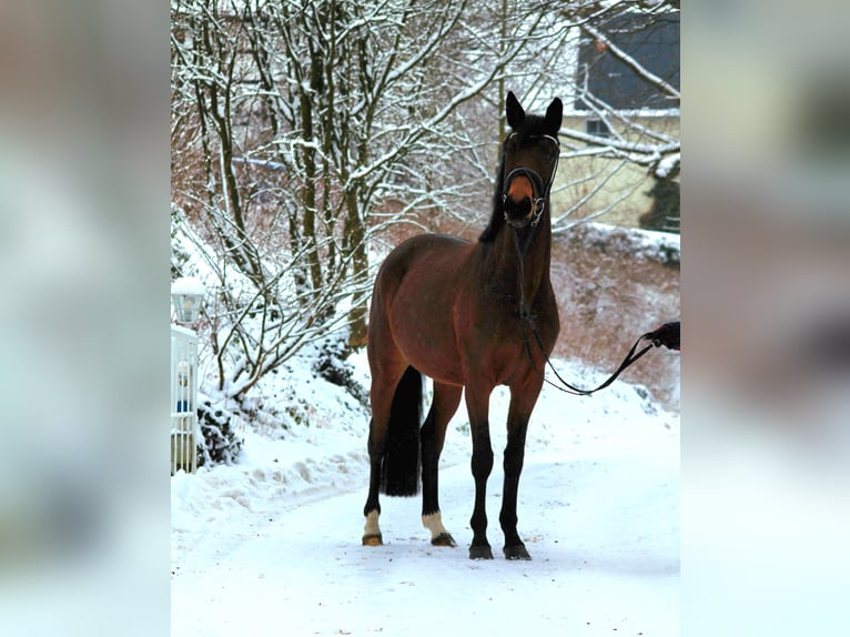 Trakehner Stute 4 Jahre 164 cm Brauner in Emmerthal