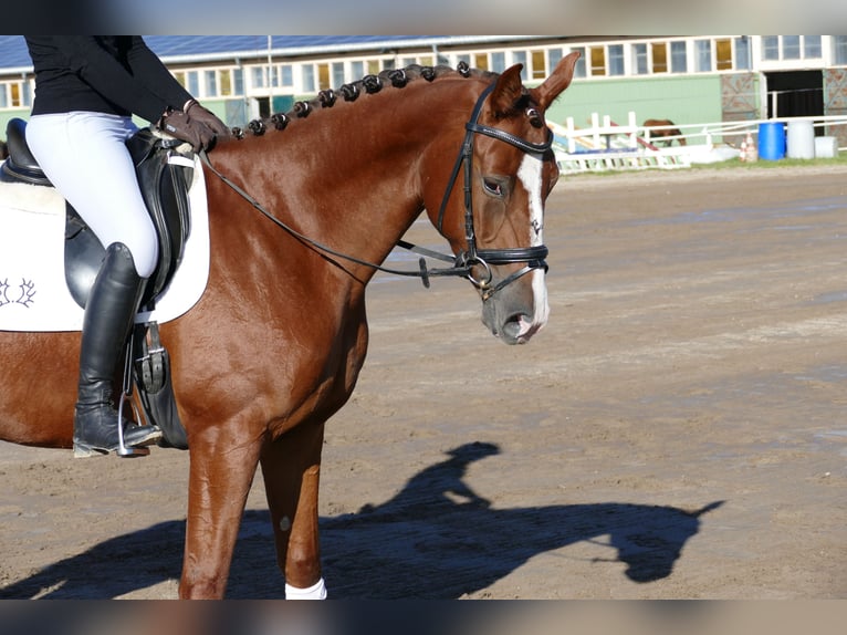 Trakehner Stute 4 Jahre 164 cm Dunkelfuchs in Ganschow