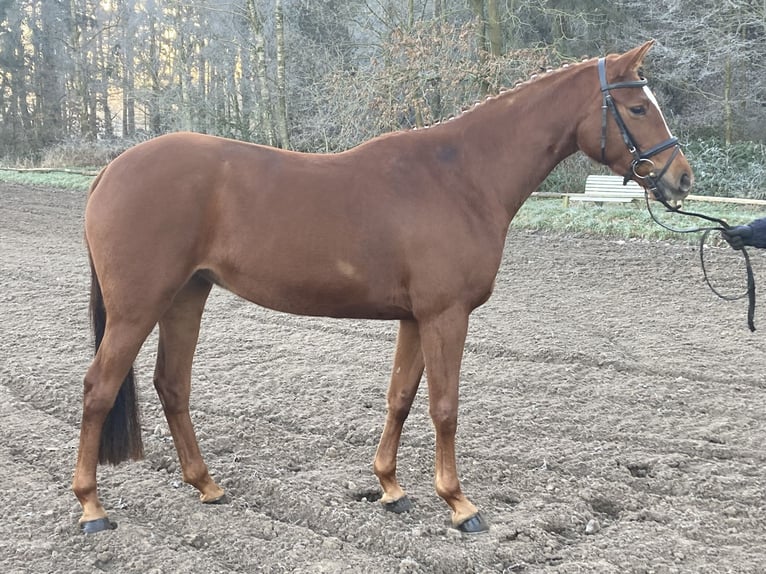 Trakehner Stute 4 Jahre 164 cm Fuchs in Scharbeutz