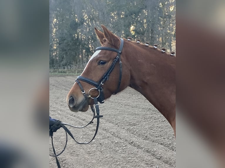 Trakehner Stute 4 Jahre 164 cm Fuchs in Scharbeutz