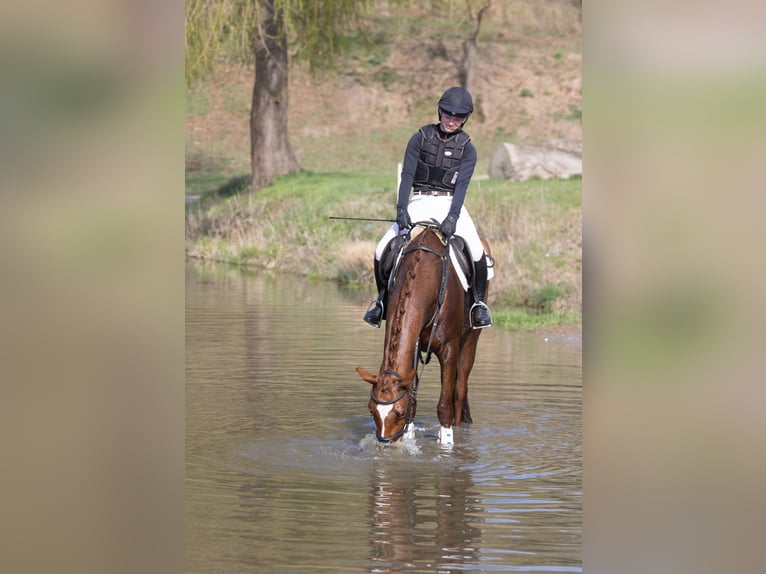 Trakehner Stute 4 Jahre 164 cm Fuchs in ScharbeutzSchürsdorf