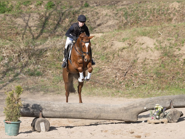 Trakehner Stute 4 Jahre 164 cm Fuchs in ScharbeutzSchürsdorf