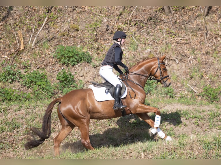 Trakehner Stute 4 Jahre 164 cm Fuchs in ScharbeutzSchürsdorf