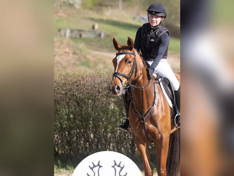 Trakehner Stute 4 Jahre 164 cm Fuchs in ScharbeutzSchürsdorf