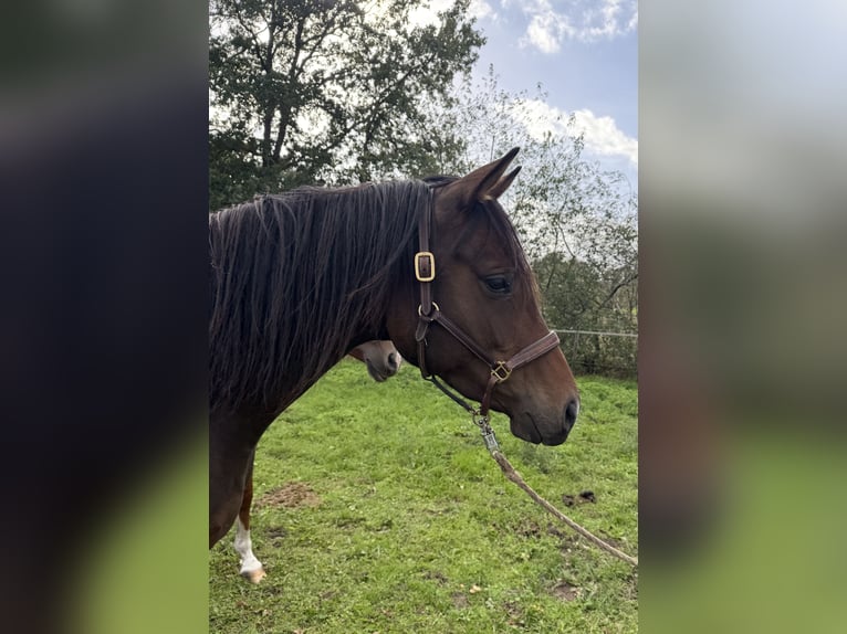 Trakehner Stute 4 Jahre 165 cm Brauner in Ganderkesee