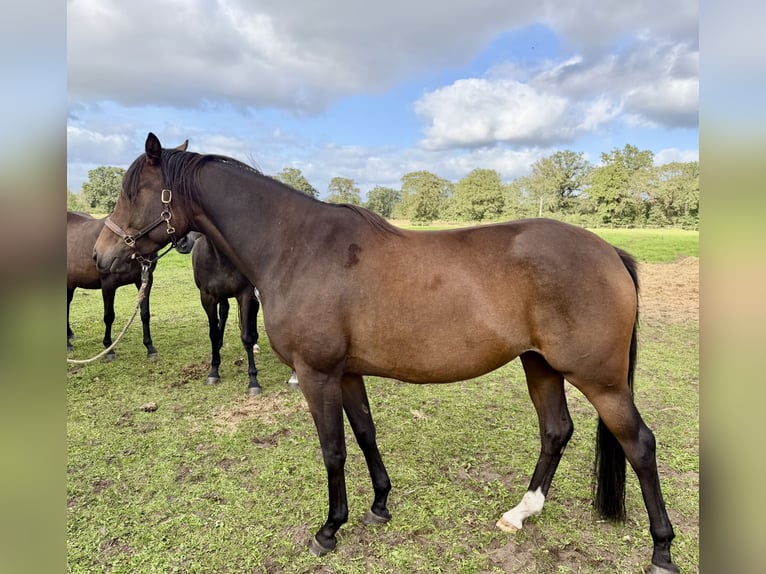Trakehner Stute 4 Jahre 165 cm Brauner in Ganderkesee