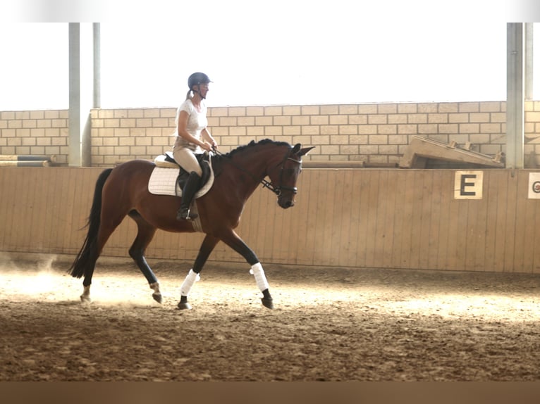 Trakehner Stute 4 Jahre 165 cm Brauner in Emmerthal