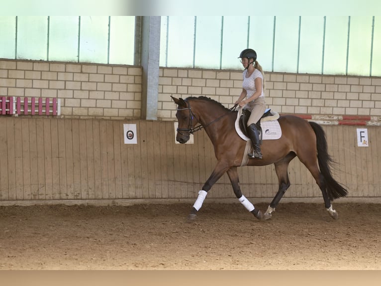 Trakehner Stute 4 Jahre 165 cm Brauner in Emmerthal